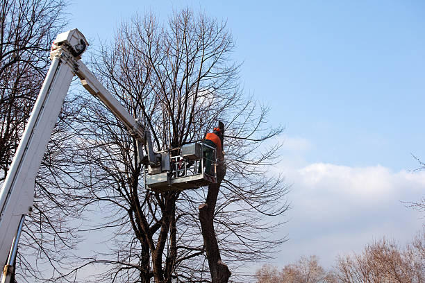 Trusted Copperopolis, CA Tree Services Experts